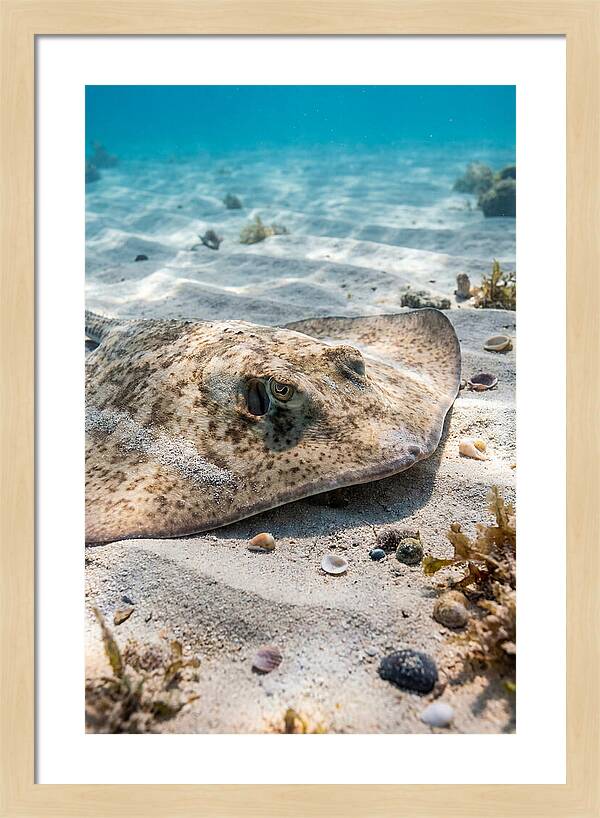 Southern Stingray On Sandy Bottom