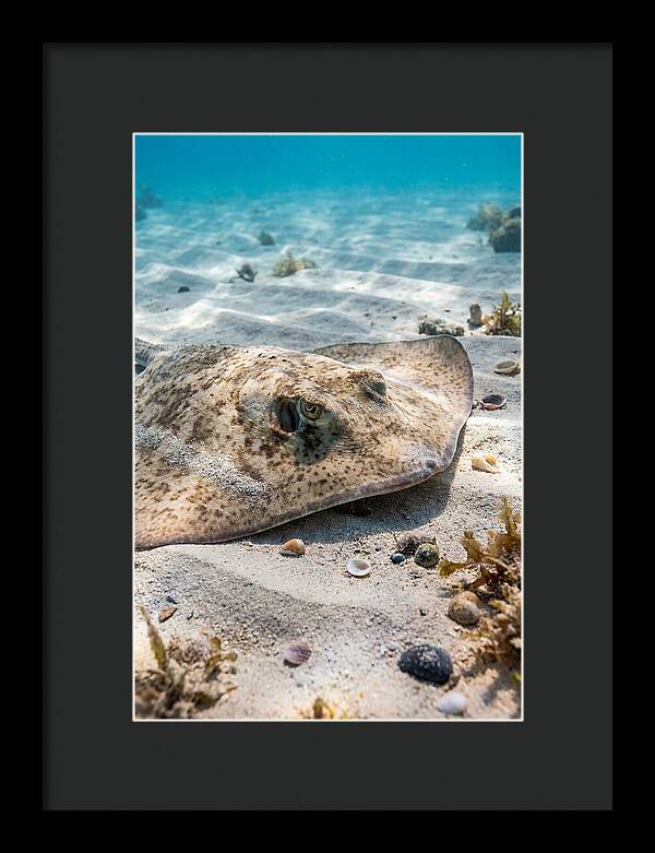 Southern Stingray On Sandy Bottom