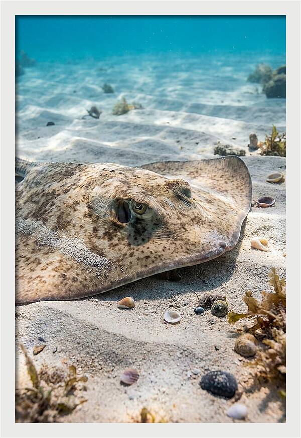 Southern Stingray On Sandy Bottom