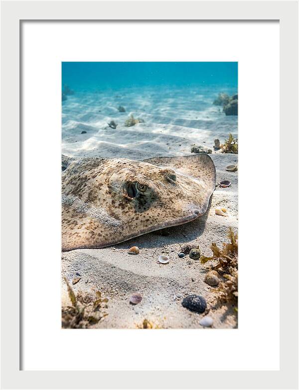 Southern Stingray On Sandy Bottom