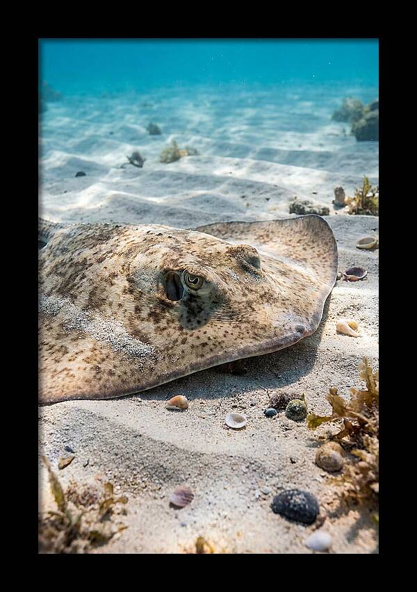 Southern Stingray On Sandy Bottom