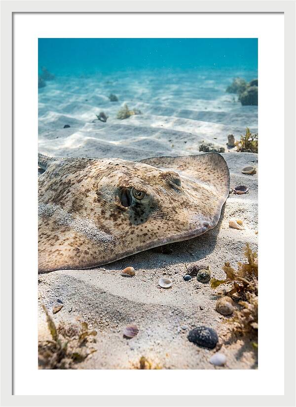 Southern Stingray On Sandy Bottom