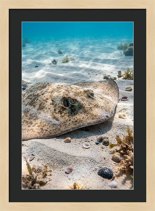Southern Stingray On Sandy Bottom