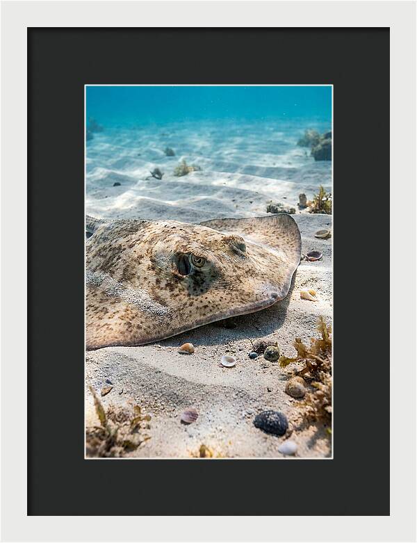 Southern Stingray On Sandy Bottom