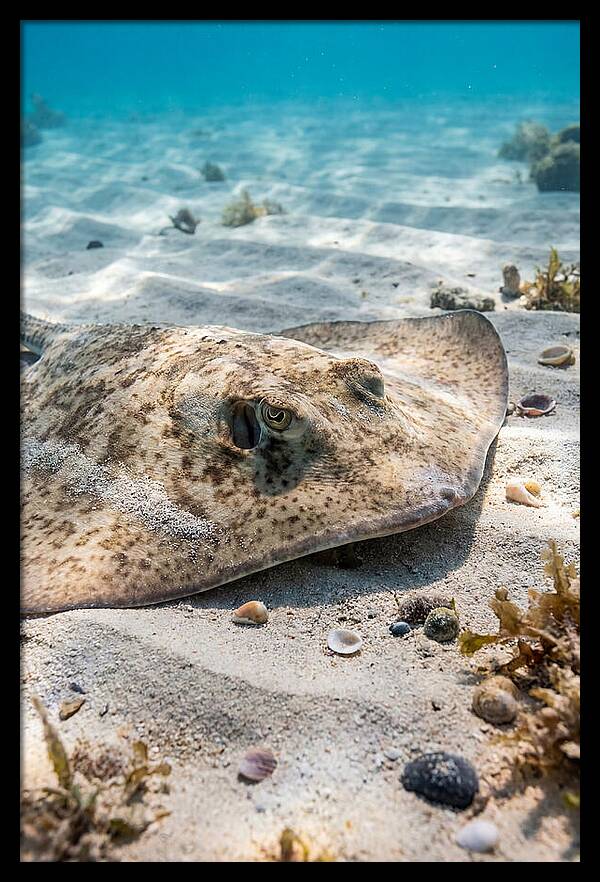 Southern Stingray On Sandy Bottom