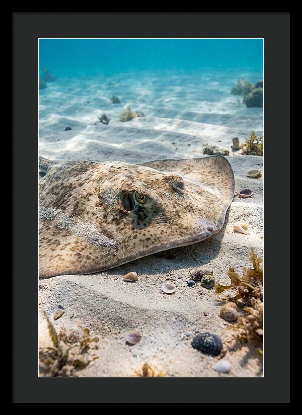 Southern Stingray On Sandy Bottom