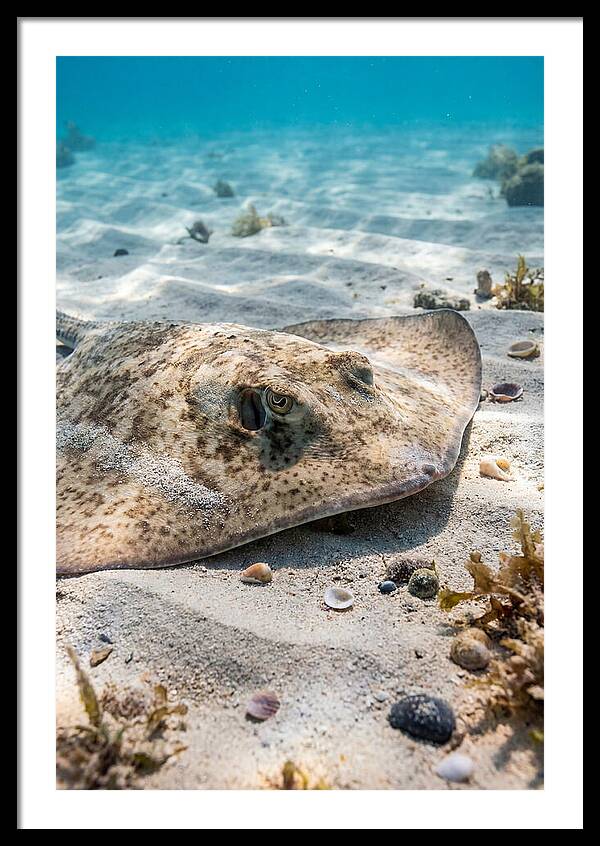 Southern Stingray On Sandy Bottom