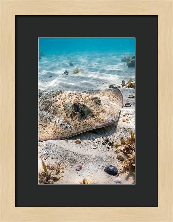 Southern Stingray On Sandy Bottom