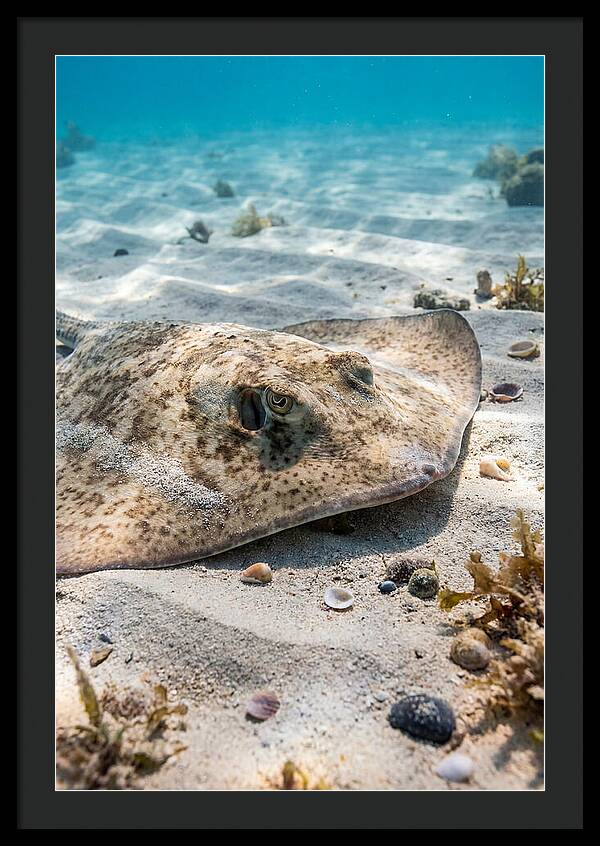 Southern Stingray On Sandy Bottom