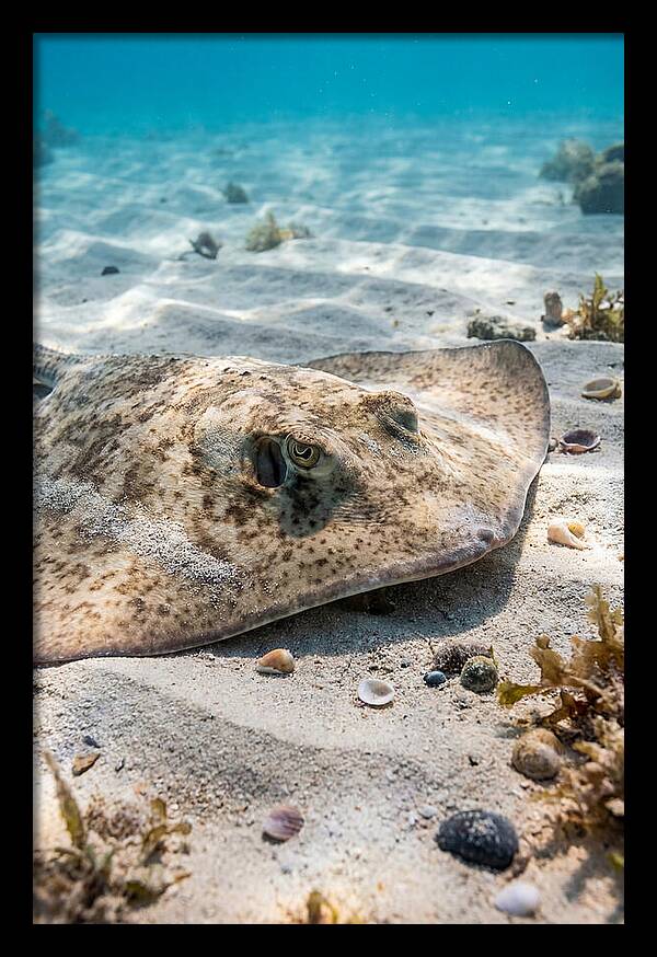 Southern Stingray On Sandy Bottom