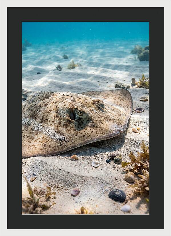 Southern Stingray On Sandy Bottom