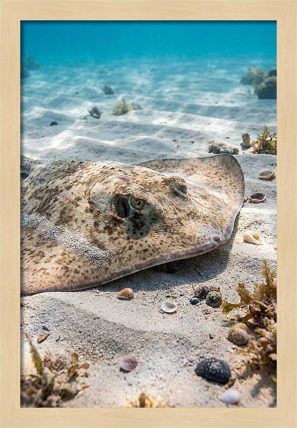 Southern Stingray On Sandy Bottom
