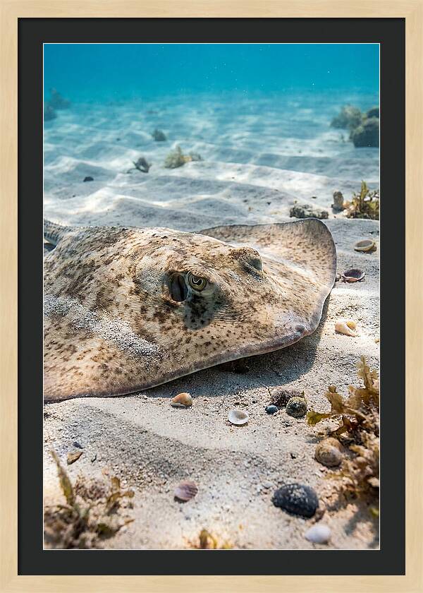 Southern Stingray On Sandy Bottom