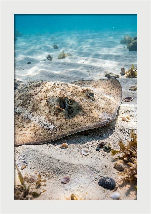 Southern Stingray On Sandy Bottom
