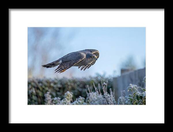 Sparrowhawk In Flight Over Garden