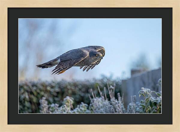 Sparrowhawk In Flight Over Garden