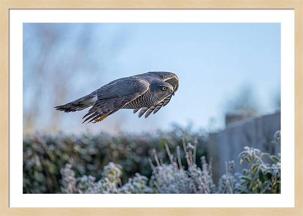 Sparrowhawk In Flight Over Garden