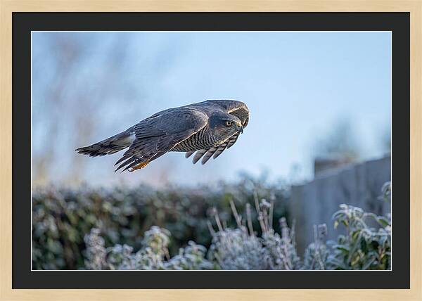 Sparrowhawk In Flight Over Garden