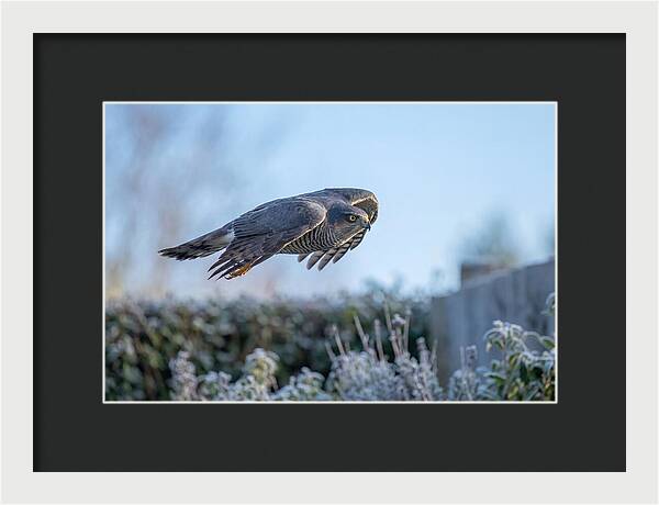 Sparrowhawk In Flight Over Garden