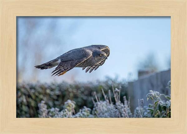 Sparrowhawk In Flight Over Garden