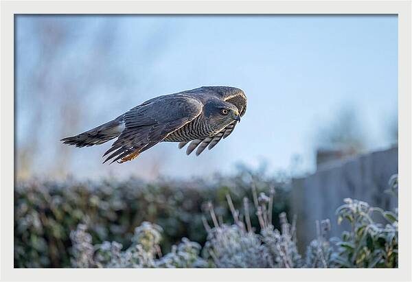 Sparrowhawk In Flight Over Garden