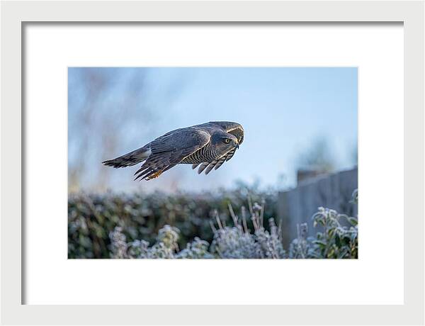Sparrowhawk In Flight Over Garden