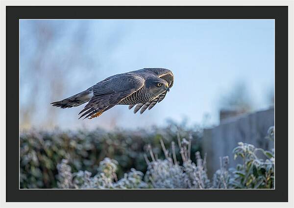 Sparrowhawk In Flight Over Garden