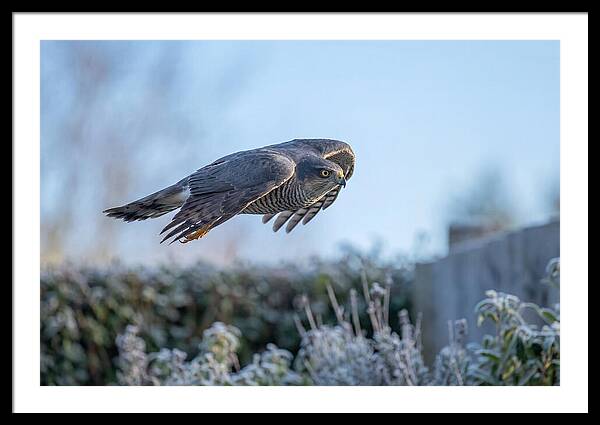 Sparrowhawk In Flight Over Garden