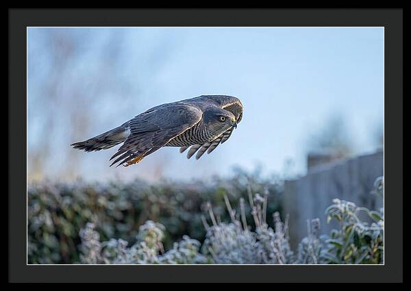 Sparrowhawk In Flight Over Garden