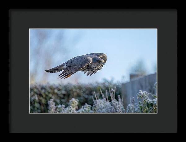 Sparrowhawk In Flight Over Garden