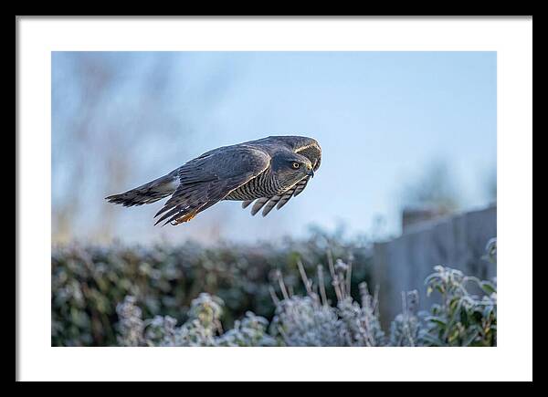 Sparrowhawk In Flight Over Garden