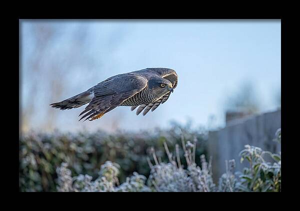 Sparrowhawk In Flight Over Garden