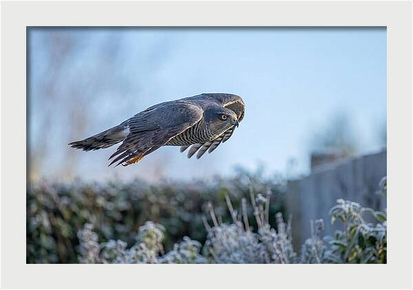 Sparrowhawk In Flight Over Garden