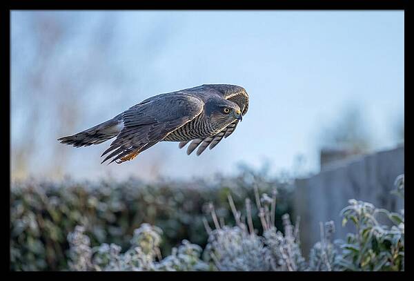 Sparrowhawk In Flight Over Garden