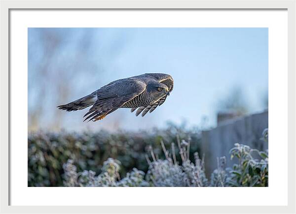 Sparrowhawk In Flight Over Garden