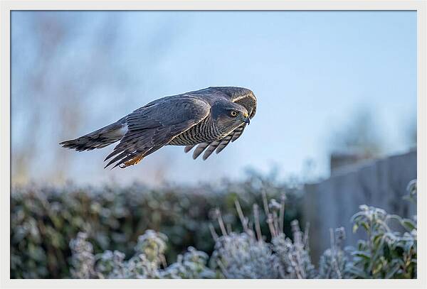 Sparrowhawk In Flight Over Garden