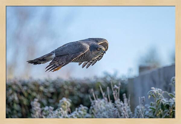 Sparrowhawk In Flight Over Garden