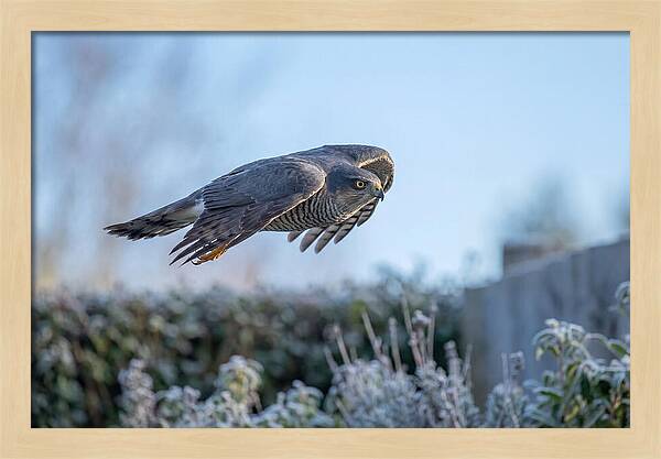 Sparrowhawk In Flight Over Garden