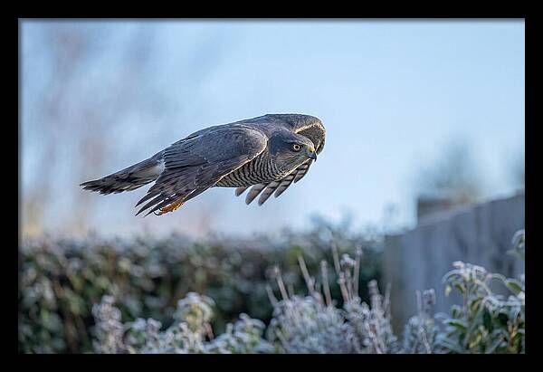 Sparrowhawk In Flight Over Garden