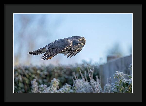 Sparrowhawk In Flight Over Garden