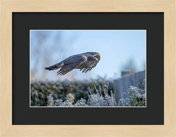 Sparrowhawk In Flight Over Garden