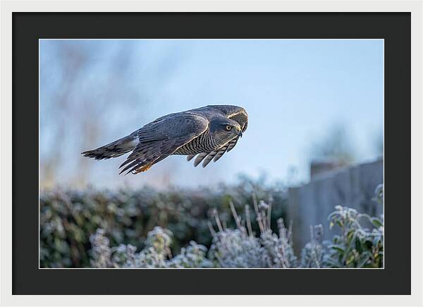 Sparrowhawk In Flight Over Garden
