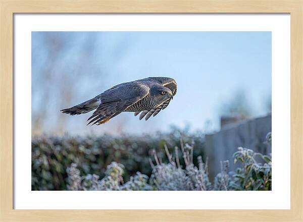 Sparrowhawk In Flight Over Garden