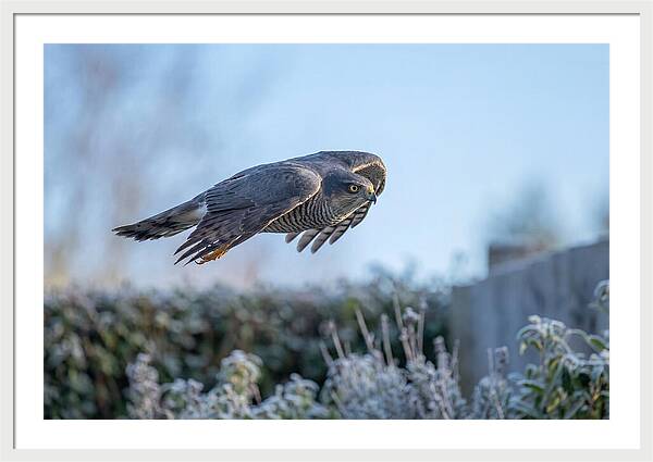 Sparrowhawk In Flight Over Garden