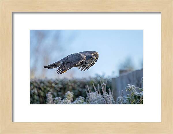 Sparrowhawk In Flight Over Garden