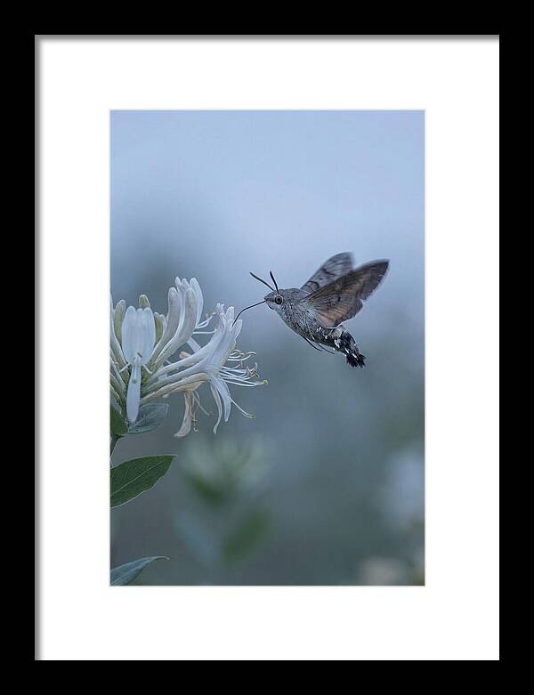 Sphinx Moth At Honeysuckle