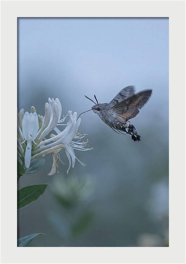 Sphinx Moth At Honeysuckle