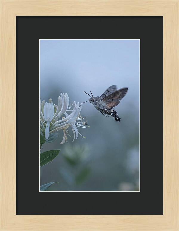 Sphinx Moth At Honeysuckle