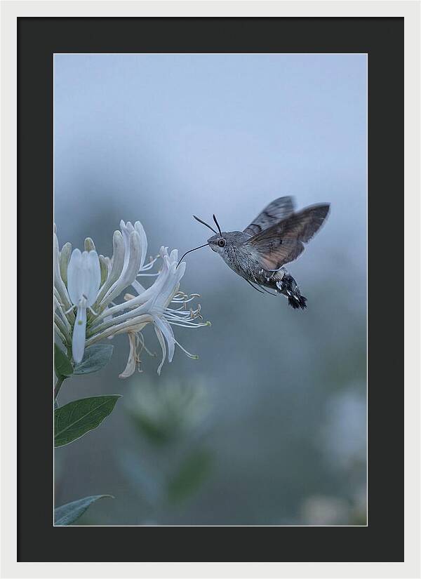 Sphinx Moth At Honeysuckle
