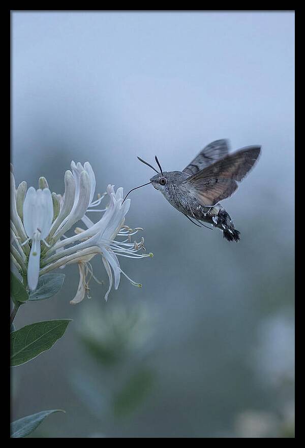 Sphinx Moth At Honeysuckle